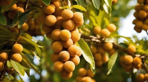 Indonesian Longan Fruit